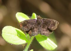 Staphylus mazans 709660 by Juan Cruzado Cortés. Used under a CC BY-SA 4.0 license.
