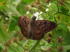 Anastrus sempiternus ssp. sempiternus by Francisco Farriols Sarabia. Used under a CC BY 4.0 license.