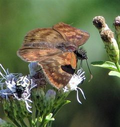 Echelatus sempiternus 101394754 by Hugo Hulsberg. Used under a CC0 license.