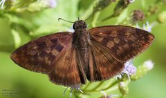 Echelatus sempiternus 238000403 by John Rosford. Used under a CC BY 4.0 license.