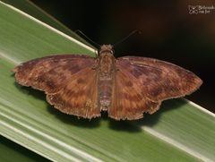 Echelatus sempiternus sempiternus 211251943 by Luis Fernando Valdez Ojeda. Used under a CC BY 4.0 license.