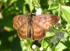 Echelatus sempiternus sempiternus 59216031 by Francisco Farriols Sarabia. Used under a CC BY 4.0 license.