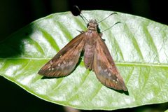 Ephyriades brunnea 100288069 by dvollmar. Used under a CC BY 4.0 license.