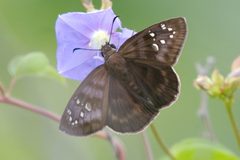 Ephyriades brunnea 101341443 by dvollmar. Used under a CC BY 4.0 license.