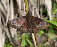 Ephyriades brunnea 108935943 by Thomas Irvine. Used under a CC BY 4.0 license.