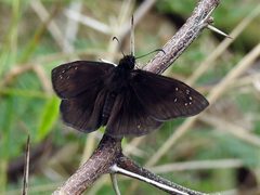 Ephyriades brunnea 63292969 by Louis Imbeau. Used under a CC BY 4.0 license.
