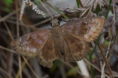 Ephyriades brunnea floridensis 257325493 by dvollmar. Used under a CC BY 4.0 license.