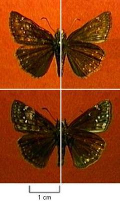 Erynnis afranius by Northern Prairie Wildlife Research Center, USGS. Used under a Public domain license.