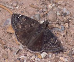 Erynnis afranius 106874936 by Robb Hannawacker. Used under a CC0 license.