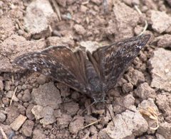 Erynnis afranius 106874944 by Robb Hannawacker. Used under a CC0 license.