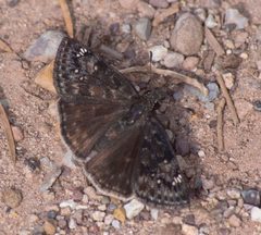 Erynnis afranius 106874948 by Robb Hannawacker. Used under a CC0 license.