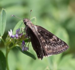 Erynnis afranius 83183095 by Robb Hannawacker. Used under a CC0 license.
