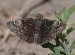 Erynnis afranius 83359466 by Colin Croft. Used under a CC BY 4.0 license.