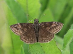 Erynnis baptisiae 313024836 by Seth Wollney. Used under a CC BY 4.0 license.