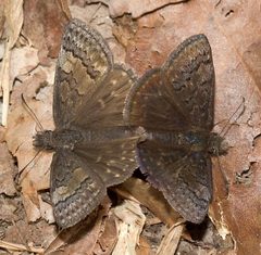 Erynnis brizo by Mike Boone. Used under a CC BY-SA 2.5 license.