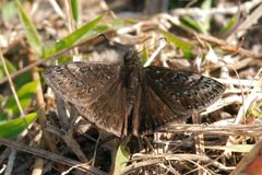 Erynnis brizo 114423183 by dvollmar. Used under a CC BY 4.0 license.