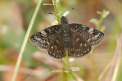 Erynnis brizo 114423205 by dvollmar. Used under a CC BY 4.0 license.