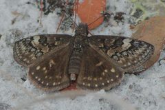 Erynnis brizo 181309539 by dvollmar. Used under a CC BY 4.0 license.