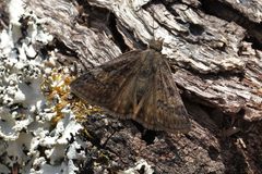 Erynnis brizo 190212530 by jrcagle. Used under a CC BY 4.0 license.