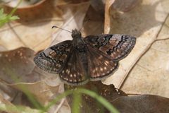 Erynnis brizo 40116279 by Quinten Wiegersma. Used under a CC BY 4.0 license.