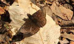 Erynnis brizo 67706376 by jrcagle. Used under a CC BY 4.0 license.