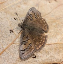 Erynnis brizo 67706425 by jrcagle. Used under a CC BY 4.0 license.
