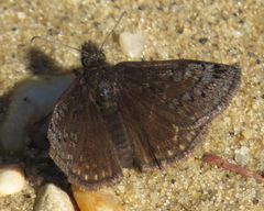 Erynnis brizo 73163728 by Alan Kneidel. Used under a CC BY 4.0 license.
