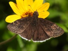 Erynnis funeralis 274399002 by Sam Kieschnick. Used under a CC BY 4.0 license.