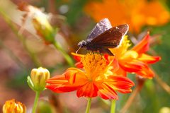 Erynnis funeralis 295685029 by Brent Cox. Used under a CC BY 4.0 license.