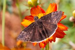 Erynnis funeralis 295685056 by Brent Cox. Used under a CC BY 4.0 license.