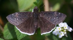 Erynnis funeralis 300256811 by John Rosford. Used under a CC BY 4.0 license.
