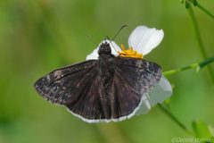 Erynnis funeralis 322895169 by dvollmar. Used under a CC BY 4.0 license.