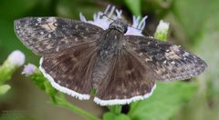 Erynnis funeralis 327223387 by John Rosford. Used under a CC BY 4.0 license.