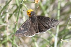 Erynnis funeralis 337740088 by Chloe and Trevor Van Loon. Used under a CC BY 4.0 license.