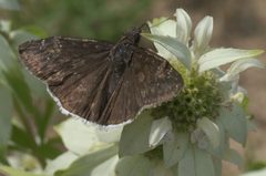 Erynnis funeralis P1100185a by 
xpda. Used under a CC BY-SA 4.0 license.