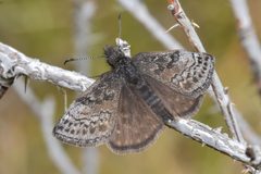 Erynnis icelus 205927270 by Braden J. Judson. Used under a CC0 license.
