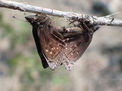 Erynnis icelus 287468811 by Ellyne Geurts. Used under a CC0 license.