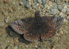 Erynnis icelus 289138697 by Dawn Nelson. Used under a CC BY 4.0 license.