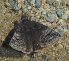 Erynnis icelus 289139370 by Dawn Nelson. Used under a CC BY 4.0 license.