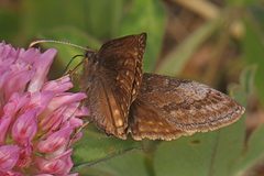 Erynnis icelus 291771347 by Judy Gallagher. Used under a CC BY-SA 4.0 license.
