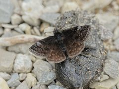 Erynnis icelus PGJ 03 by Cephas. Used under a CC BY-SA 4.0 license.