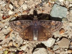 Erynnis juvenalis by Kaldari. Used under a CC0 license.