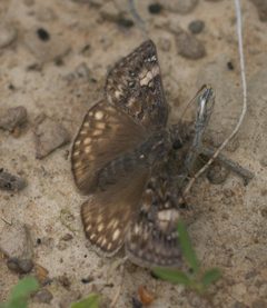 Erynnis juvenalis P1010862a by 
xpda. Used under a CC BY-SA 4.0 license.