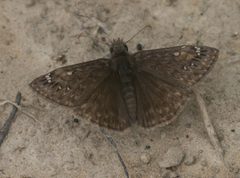 Erynnis juvenalis P1010869a by 
xpda. Used under a CC BY-SA 4.0 license.
