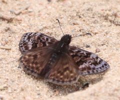 Erynnis martialis 136663356 by Mary Krieger. Used under a CC BY 4.0 license.