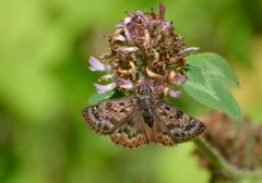Erynnis martialis 157847376 by Chrissy McClarren and Andy Reago. Used under a CC0 license.