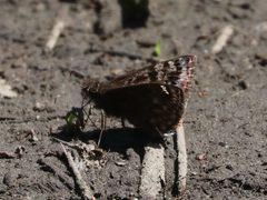 Erynnis martialis 213931617 by Seth Wollney. Used under a CC BY 4.0 license.