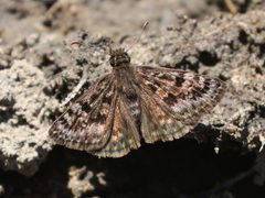 Erynnis martialis 213931637 by Seth Wollney. Used under a CC BY 4.0 license.