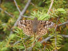 Erynnis martialis 22690113 by Nathan Earley. Used under a CC BY 4.0 license.