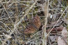 Erynnis martialis 292769087 by Mary Krieger. Used under a CC BY 4.0 license.